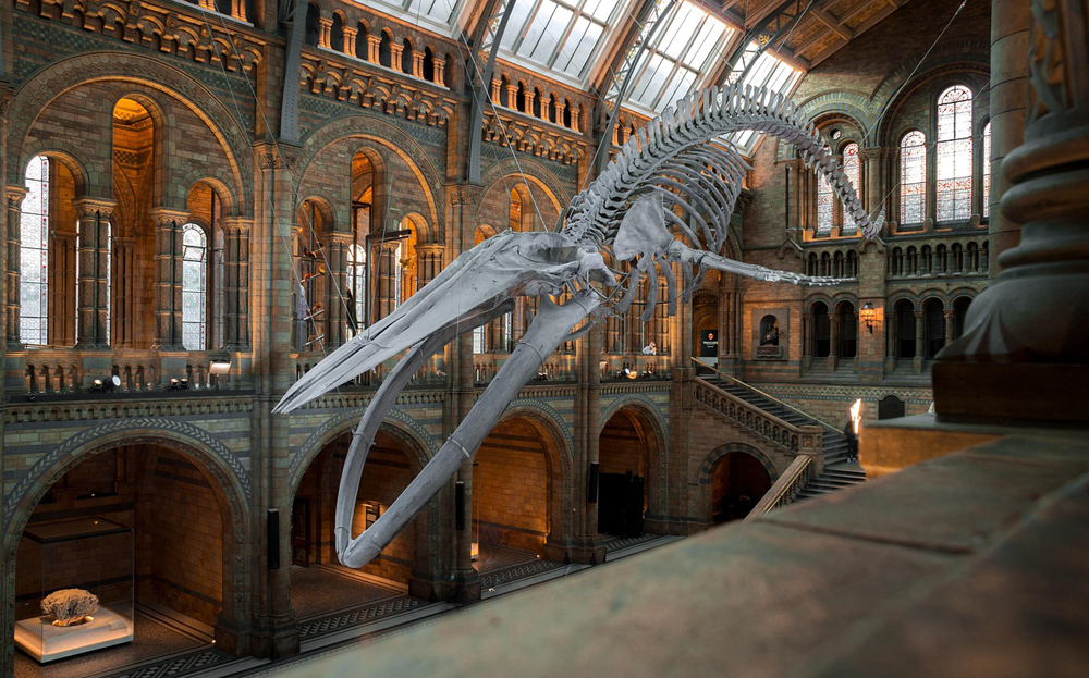 뉴욕 자연사 박물관(American Museum of Natural History, AMNH)