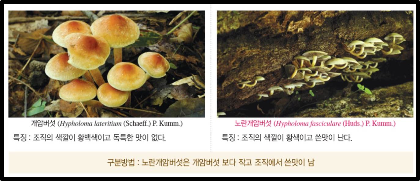 개암버석-노란개암버섯