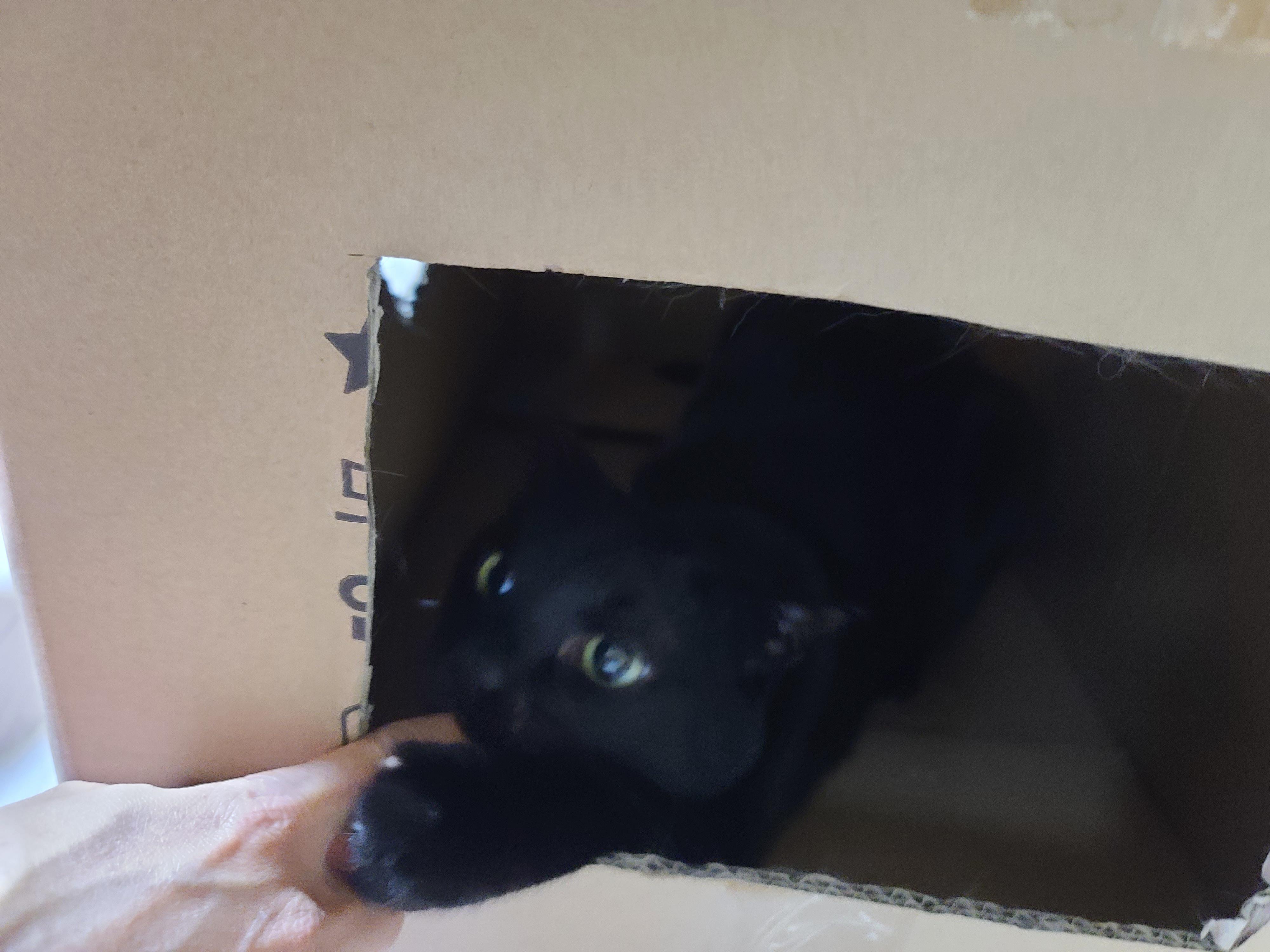 삐진 고양이 기분 풀어주기 (feat.고양이랑 놀아주는 방법)