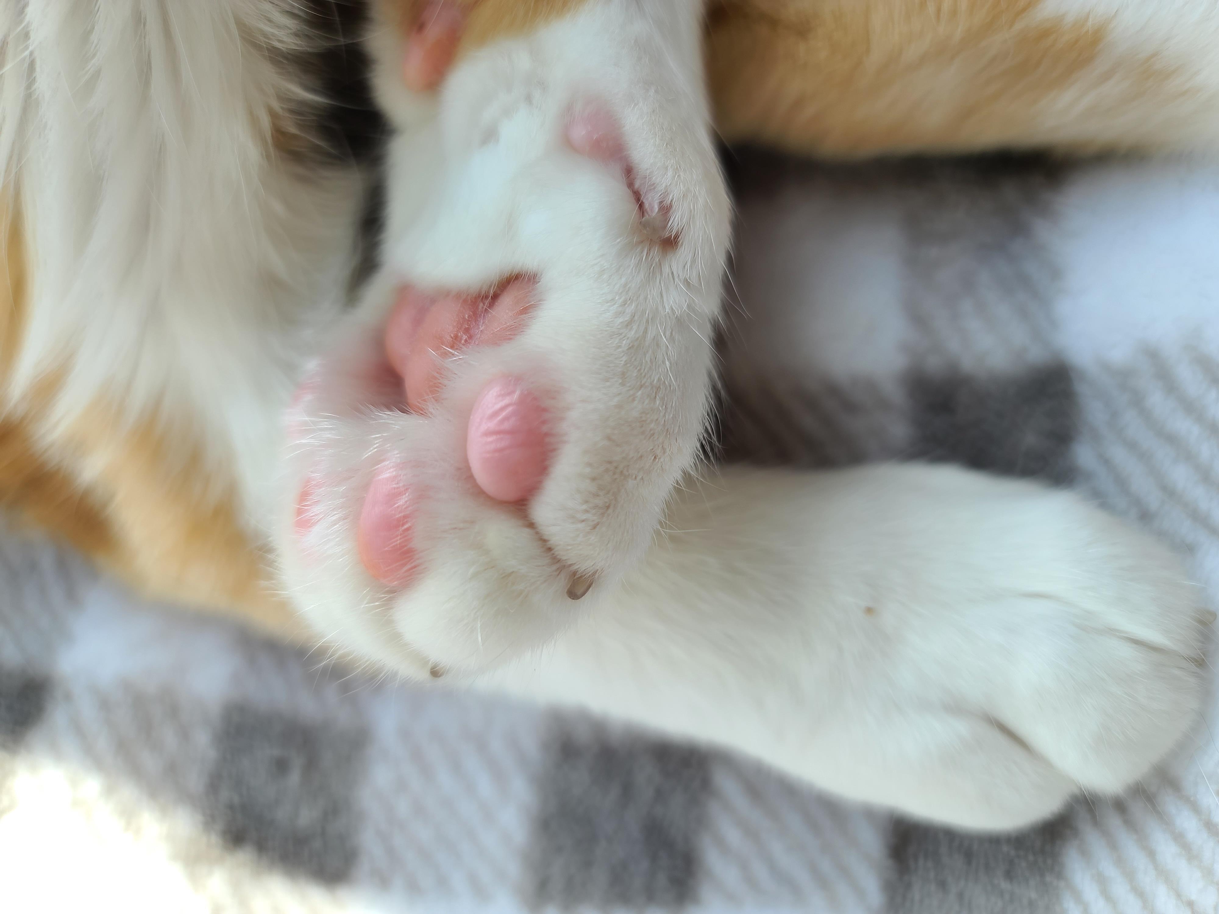 잠자는 치즈냥이 도촬