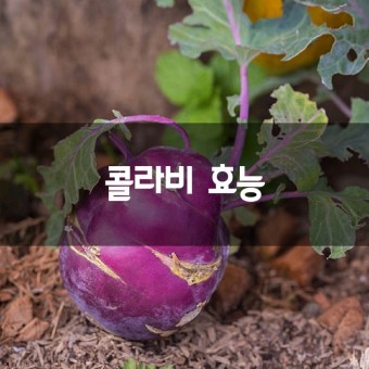 콜라비 효능