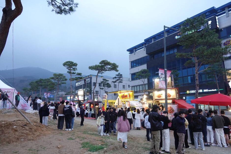 고창 벚꽃 축제 2026 완벽 가이드