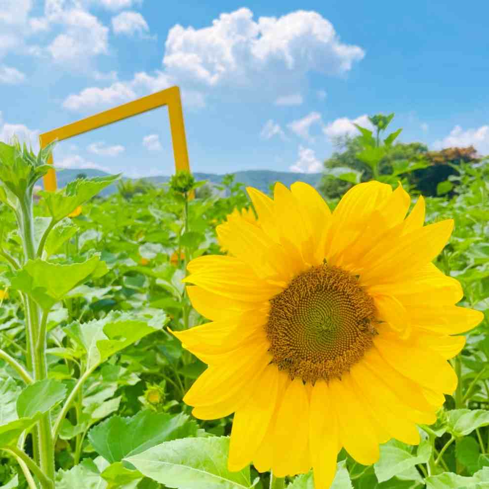 파주 해바라기 축제