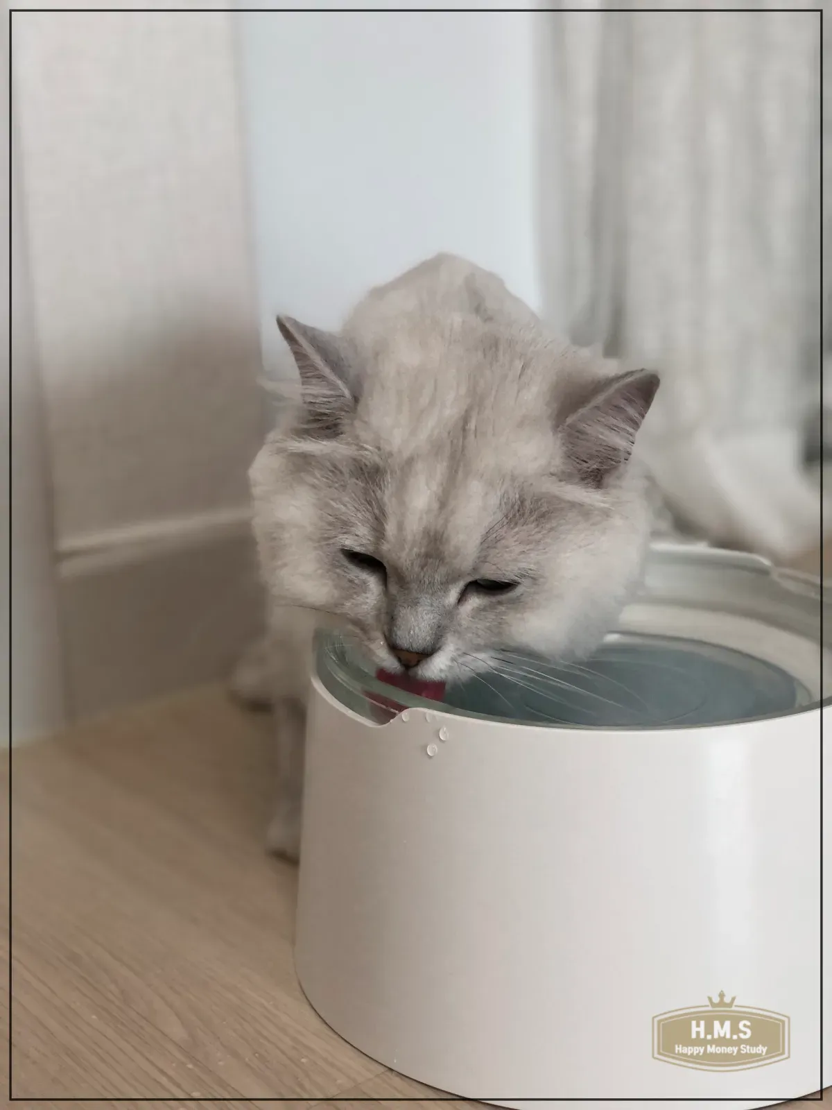 물-마시는-고양이