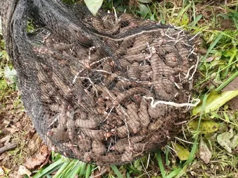 곤약 재배 모판 만들기 습도 관리 알맞은 그늘_10