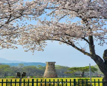 경주벚꽃축제_7