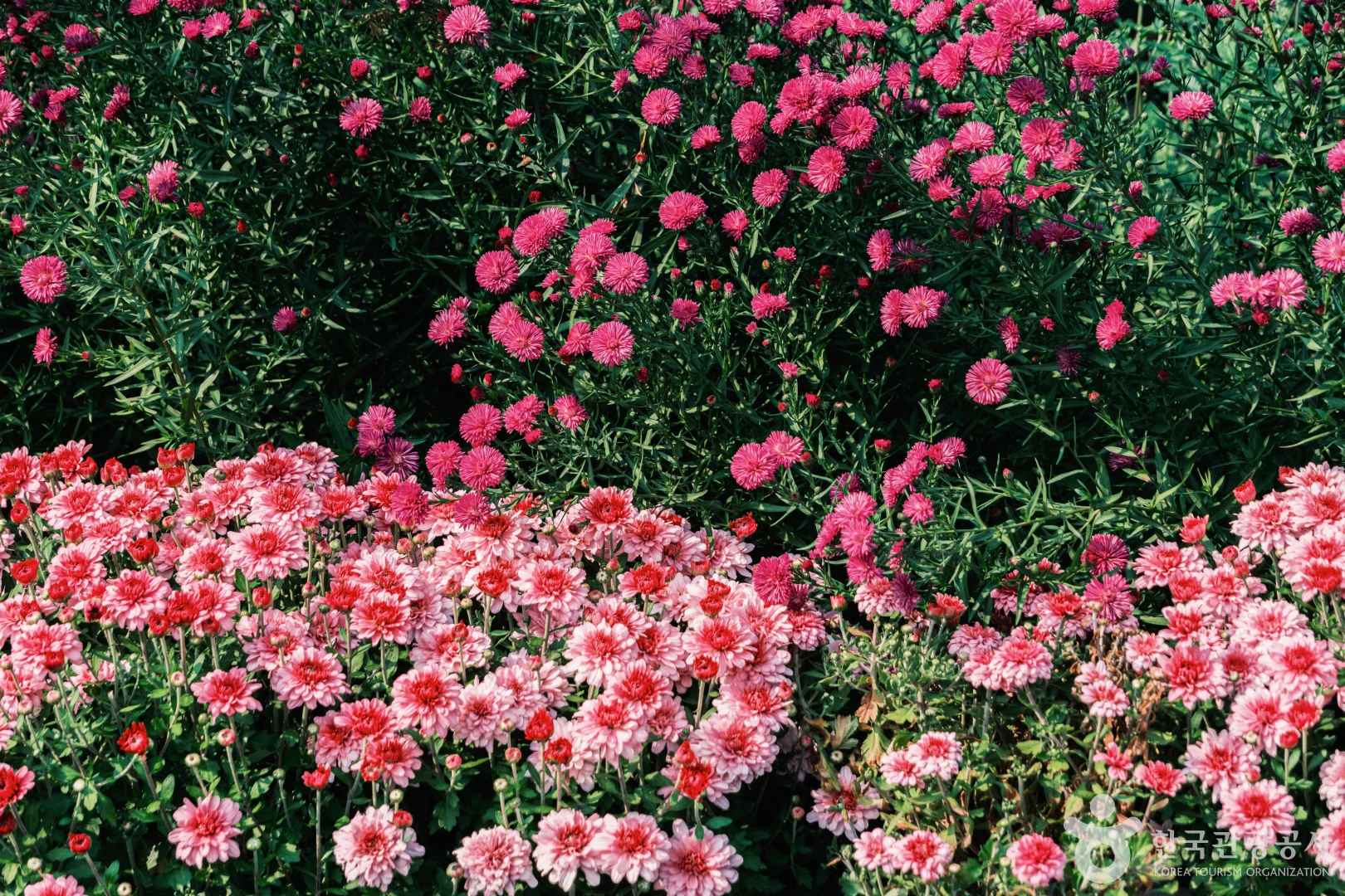 피나클랜드수목원