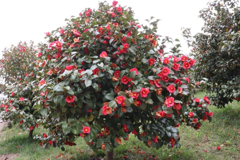 서천 동백꽃 주꾸미 축제