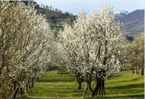 광양 매화 개화시기