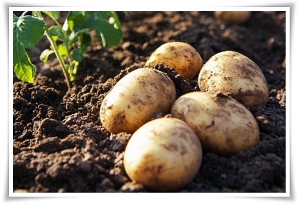 텃밭 "6월, 감자 수확하세요!" 텃밭에 숨겨진 금덩이, 지금 캐세요!