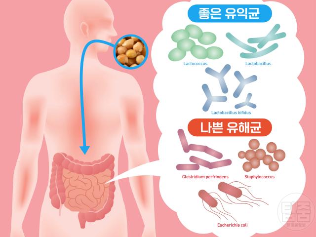 병아리콩 매일 먹으면 효능 하루섭취량 장내미생물불균형