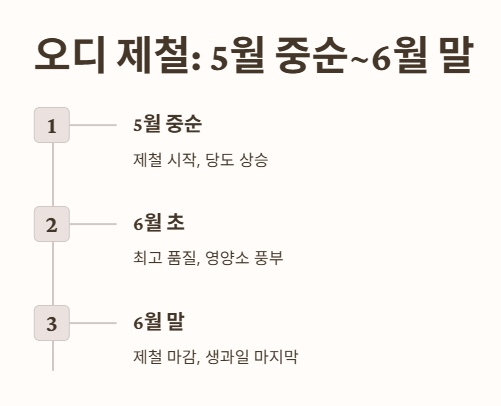 오디 제철: 언제 먹는 게 가장 맛있을까?
