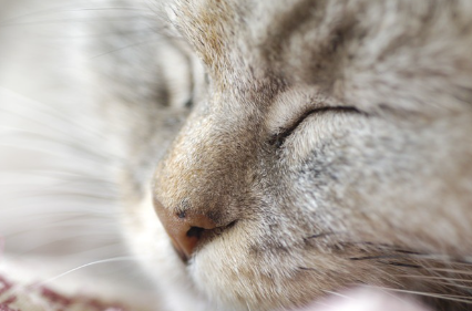 고양이 얼굴 업.