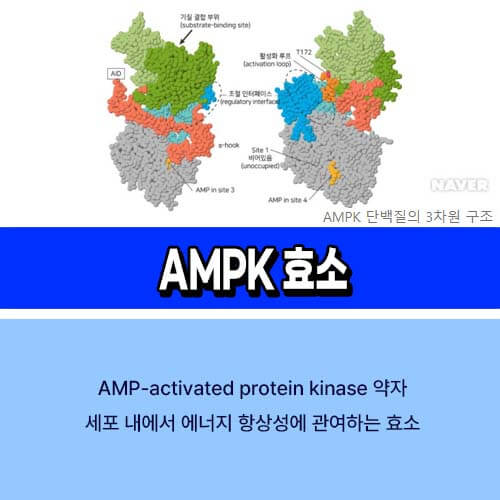 AMPK 효소