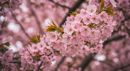 안동 벚꽃 축제
