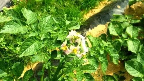 감자재배-감자꽃-따주기-물주기