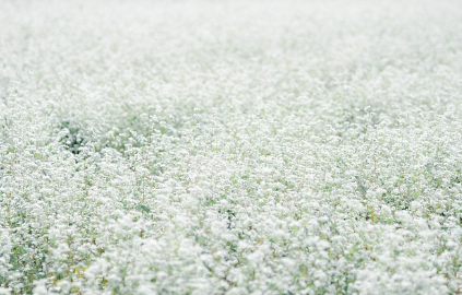 하동 북천 코스모스 메밀꽃축제 주차