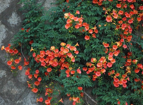 벽을 타고 올라가는 능소화