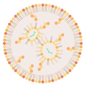 mRNA
