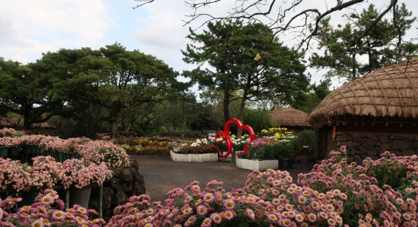 제주민속촌 국화축제