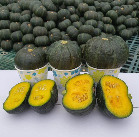 강원도 양구 미니 단호박