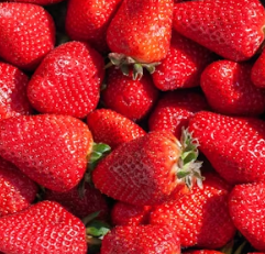 딸기 효능 부작용 칼로리 고르는법