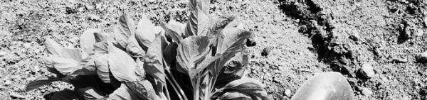 들깨 키우기: 가지치기