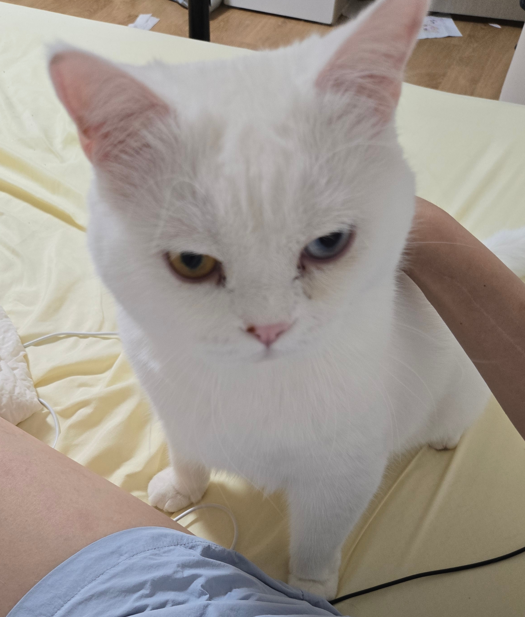 고양이와 함께하는 일상