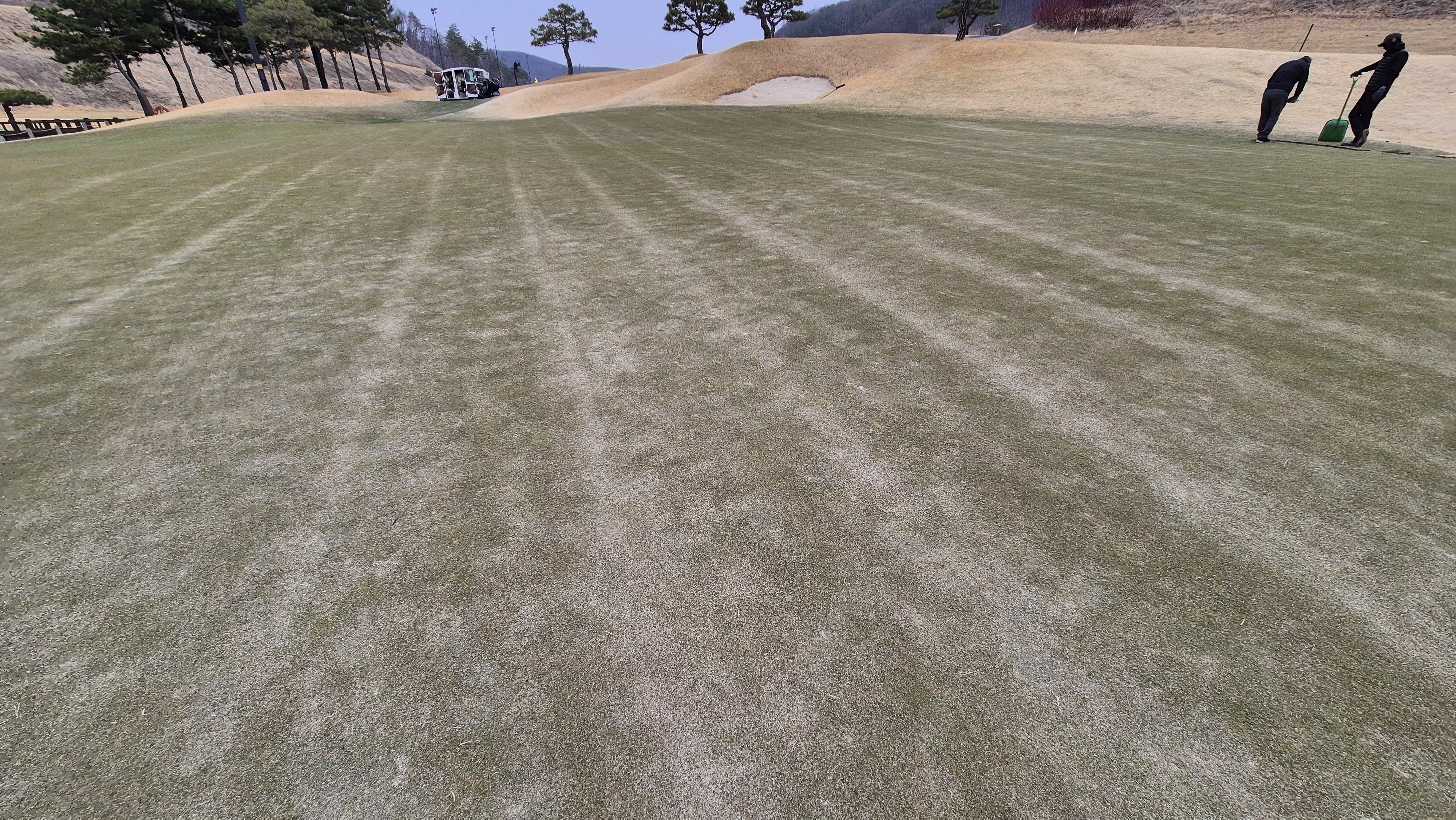 세현cc 그린 관리 상태