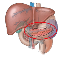 당뇨병: 원인, 초기증상 8가지, 혈당 수치 기준, 예방방법 및 치료법 알아보기