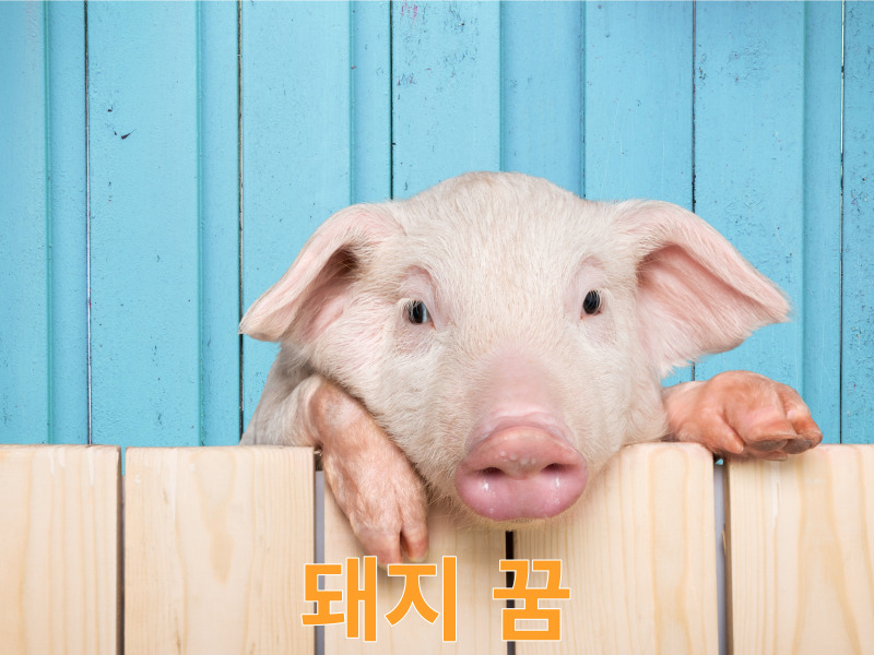 돼지꿈은 모두 길몽은 아니다.