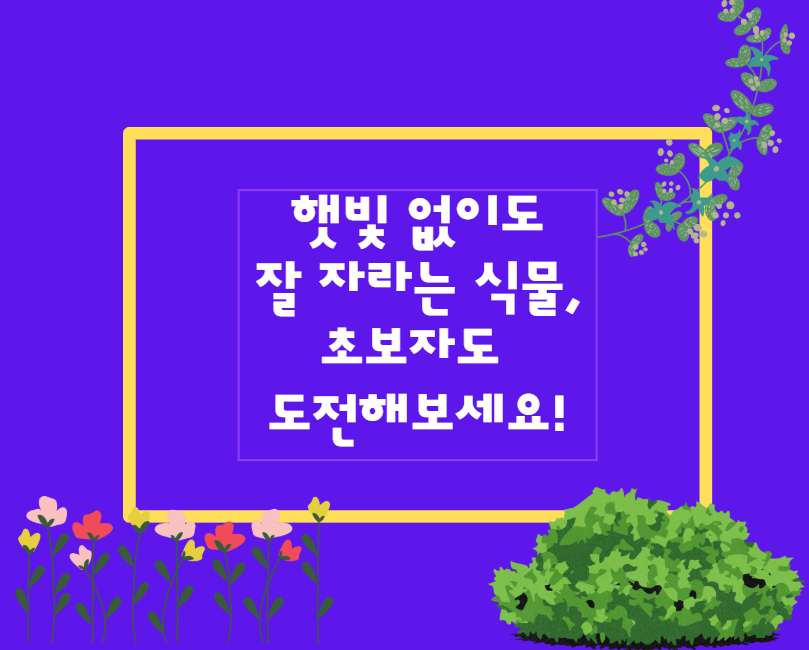 햇빛 없이도 잘 자라는 식물, 초보자도 도전해보세요!