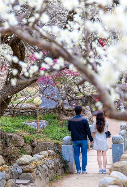 광양매화축제