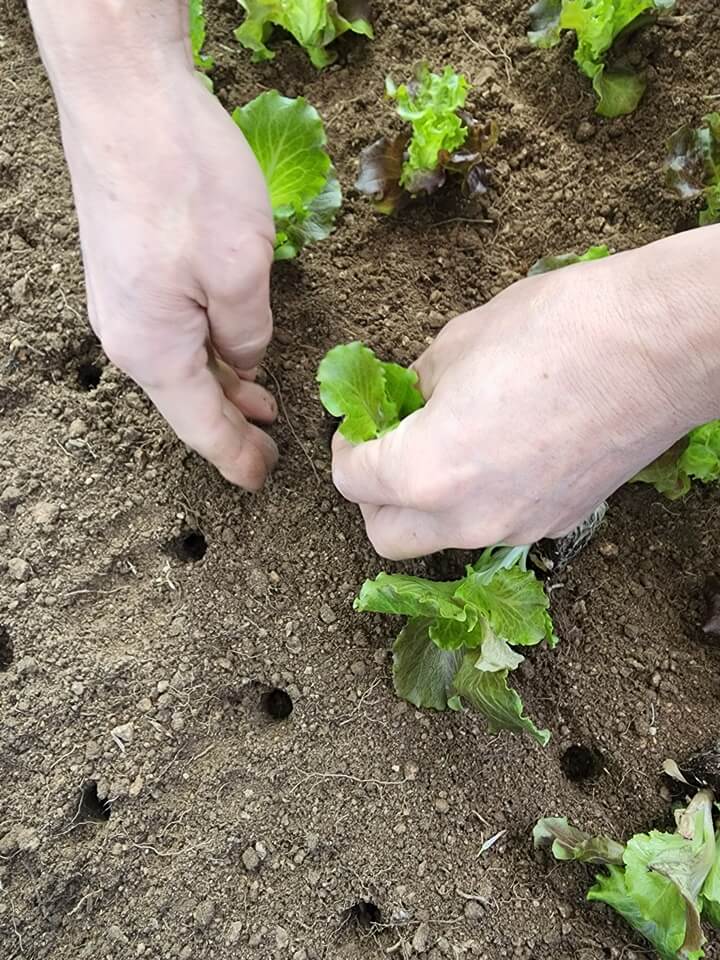 모래에 심고있는 상추