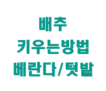 배추 키우는 방법
