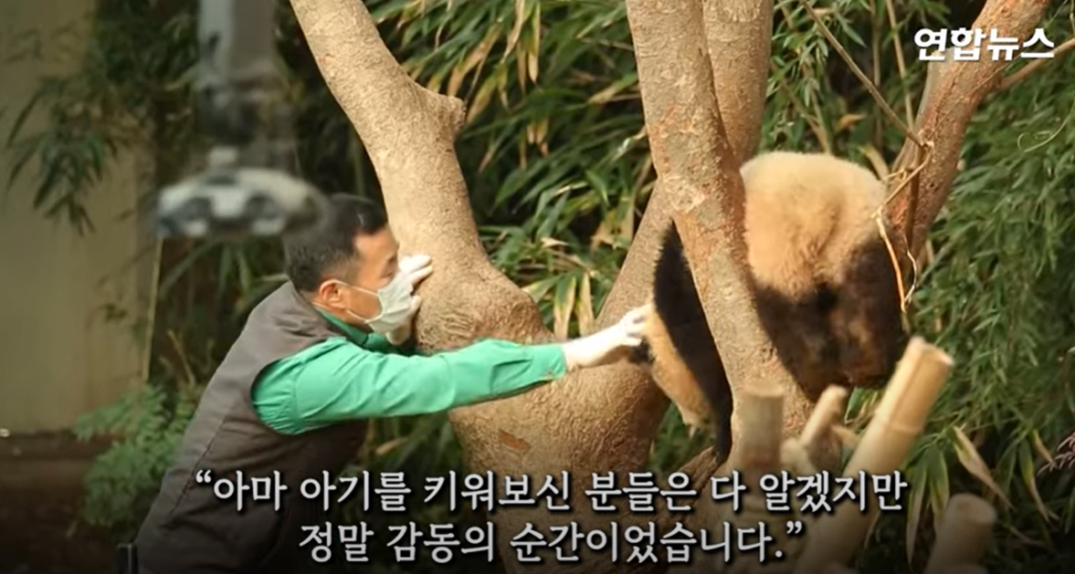 푸바오 중국 반환 마지막 모습 할부지 편지