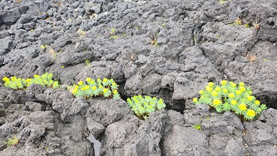 아쿠아 플라넷 제주