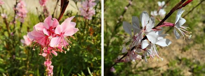 가우라-나비바늘꽃-빨강가우라-분홍가우라-홍접초-흰가우라-백접초-무늬가우라-꽃말-키우기-파종시기-모종심기-심는시기-심는방법