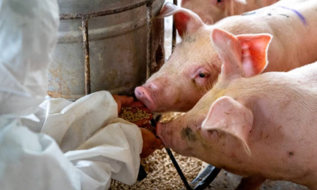새끼돼지꿈
