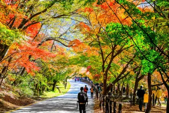 내장산 단풍터널 드라이브 코스 주차장 위치까지 총정리_3