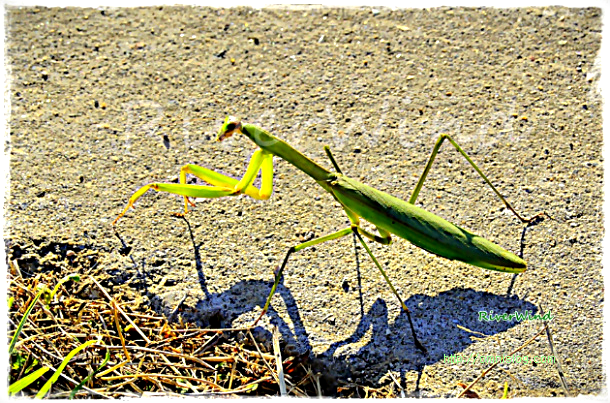 사마귀 Mantis