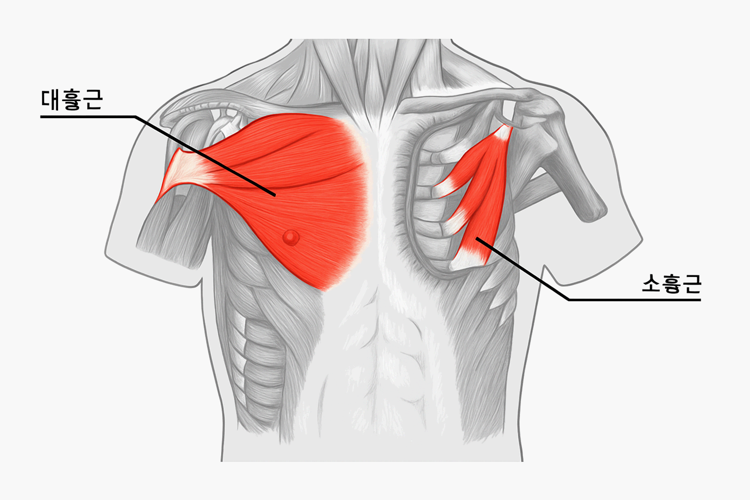 가슴 근육 구조: 대흉근과 소흉근 역할