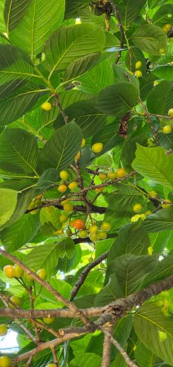 보리수 열매 효능