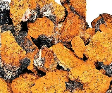 차가-버섯-덩어리들