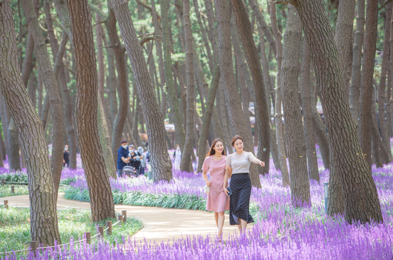 장항-맥문동-꽃-축제
