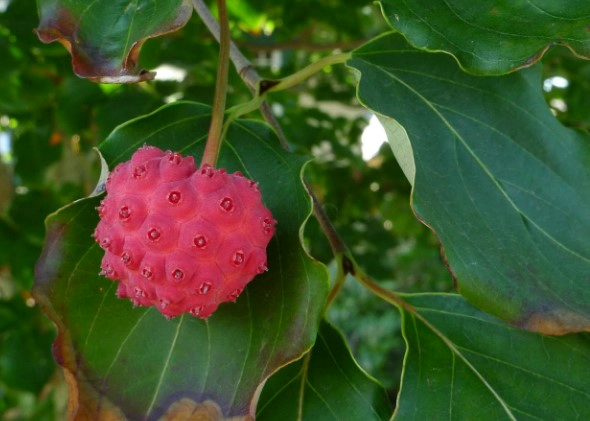 산딸나무 열매효능 9가지