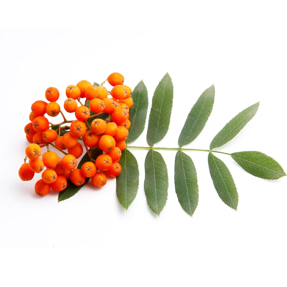 마가보감 가격 마가목 이미지