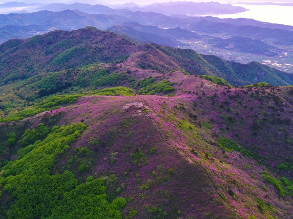 일림산 철쭉이 피어있는 산언덕모습사진