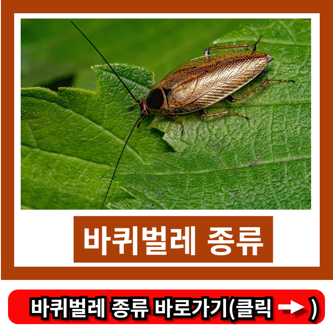 바퀴벌레 종류
