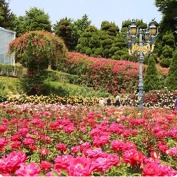 세종축제 베어트리파크 로맨틱 로즈 가든 파티